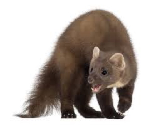 Ultra_sound_systeem_tegen_ratten_muizen_vleermuizen_chauvesourris55